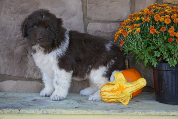 AKC Registered Newfoundland For Sale Dalton, OH Female- Scarlet