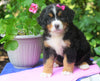 AKC Registered Bernese Mountain Dog For Sale Loudonville, OH Female- Gracie