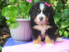 AKC Registered Bernese Mountain Dog For Sale Loudonville, OH Female- Princess