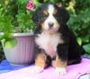 AKC Registered Bernese Mountain Dog For Sale Loudonville, OH Female- Abby