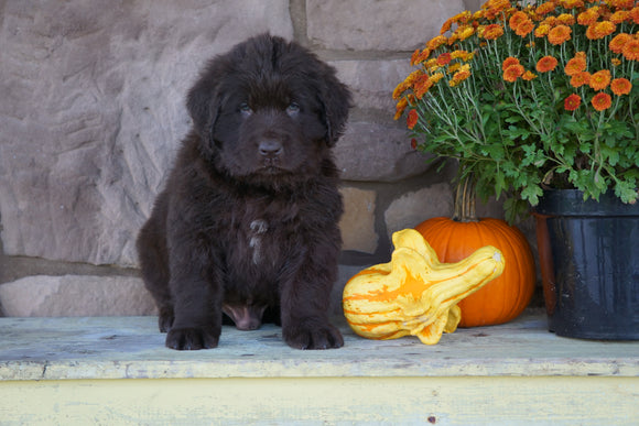 AKC Registered Newfoundland For Sale Dalton, OH Male- Boomer