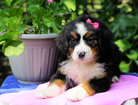 AKC Registered Bernese Mountain Dog For Sale Loudonville, OH Female- Sophie