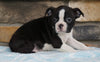 AKC Registered Boston Terrier For Sale Millersburg, OH Female- Frances