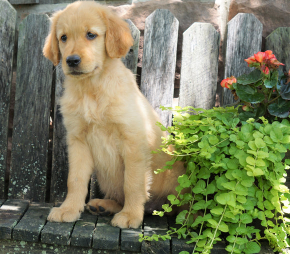 AKC Registered Golden Retriever For Sale Apple Creek, OH Female- Ginger