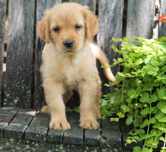 AKC Registered Golden Retriever For Sale Apple Creek, OH Female- Summer