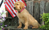 AKC Registered Golden Retriever For Sale Apple Creek, OH Female- Candy