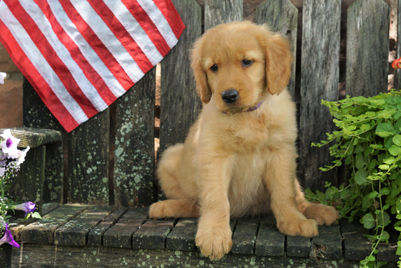 AKC Registered Golden Retriever For Sale Apple Creek, OH Female- Sunny