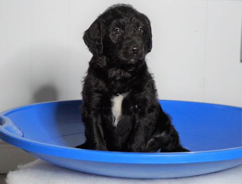 F1 Standard Labradoodle For Sale Millersburg, OH Male- Tornado