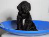 F1 Standard Labradoodle For Sale Millersburg, OH Male- Tornado