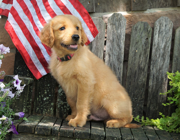 AKC Registered Golden Retriever For Sale Apple Creek, OH Male- Bentley