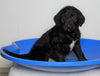 F1 Standard Labradoodle For Sale Millersburg, OH Male- Tornado