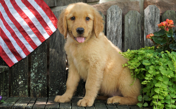 AKC Registered Golden Retriever For Sale Apple Creek, OH Male- Oliver