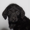 F1 Standard Labradoodle For Sale Millersburg, OH Male- Tornado