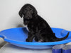 F1 Standard Labradoodle For Sale Millersburg, OH Male- Tornado