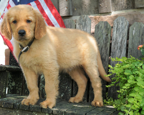 AKC Registered Golden Retriever For Sale Apple Creek, OH Male- Max