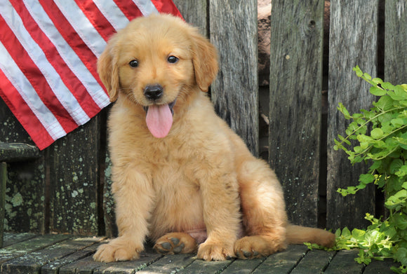 AKC Registered Golden Retriever For Sale Apple Creek, OH Male- Rusty