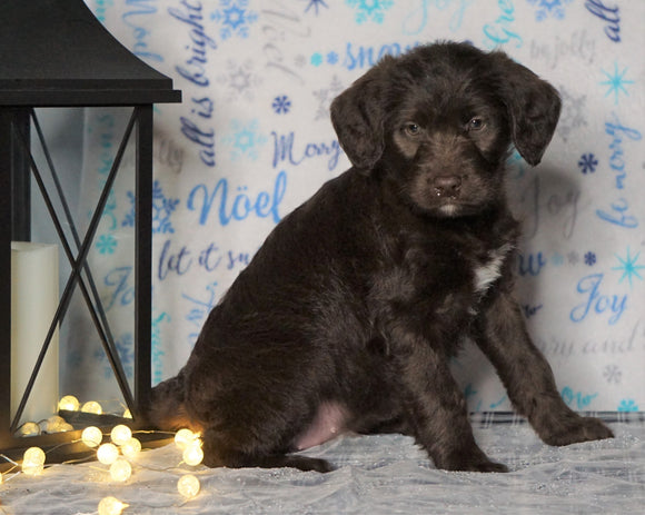 F1 Standard Labradoodle For Sale Millersburg, OH Female- Sunny