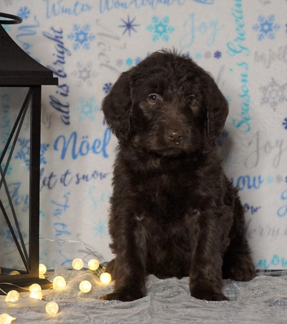 F1 Standard Labradoodle For Sale Millersburg, OH Female- Cloudy