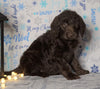 F1 Standard Labradoodle For Sale Millersburg, OH Female- Cloudy