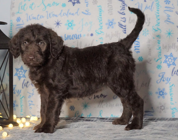 F1 Standard Labradoodle For Sale Millersburg, OH Female- Sprinkles