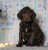 F1 Standard Labradoodle For Sale Millersburg, OH Female- Flurry