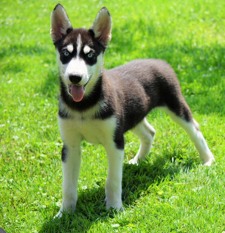 AKC Registered Siberian Husky For Sale Millersburg, OH Female- Dora