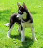 AKC Registered Siberian Husky For Sale Millersburg, OH Female- Dora