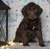 F1 Standard Labradoodle For Sale Millersburg, OH Female- Flurry