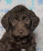 F1 Standard Labradoodle For Sale Millersburg, OH Female- Flurry