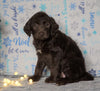 F1 Standard Labradoodle For Sale Millersburg, OH Female- Flurry