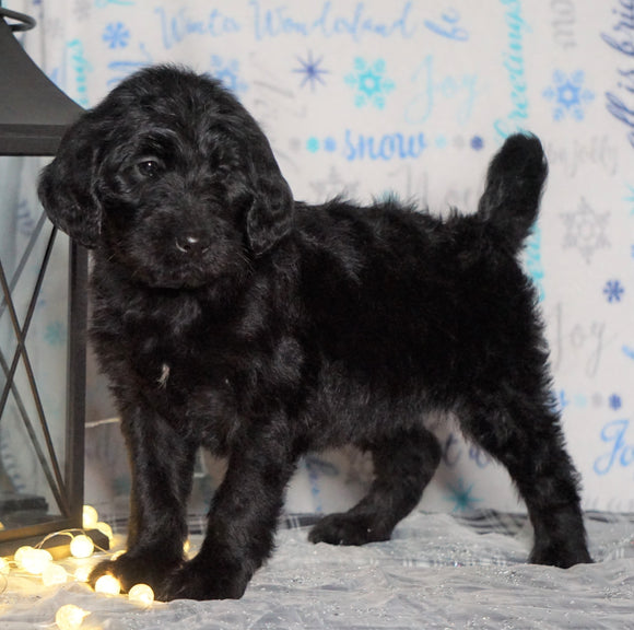 F1 Standard Labradoodle For Sale Millersburg, OH Female- Rainy