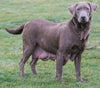 F1 Standard Labradoodle For Sale Millersburg, OH Male- Tornado