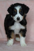 Australian Shepherd For Sale Baltic, OH Female- Bella