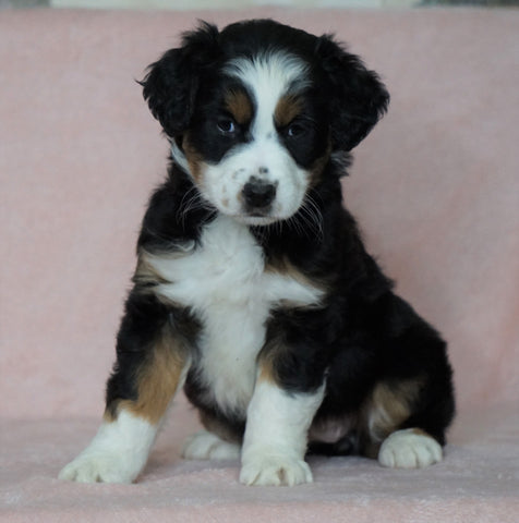 Australian Shepherd For Sale Baltic, OH Female- Bella