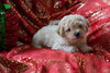 Bichpoo Puppy For Sale Wooster, OH Male- Scampy