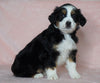 Australian Shepherd For Sale Baltic, OH Female- Bella