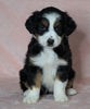 Australian Shepherd For Sale Baltic, OH Female- Bella