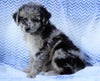 Mini Aussiedoodle For Sale Holmesville, OH Female- Casey