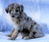 Mini Aussiedoodle For Sale Holmesville, OH Female-  Maggie
