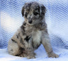 Mini Aussiedoodle For Sale Holmesville, OH Female-  Maggie
