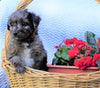 Mini Aussiedoodle For Sale Holmesville, OH Male- Dakota