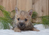 AKC Registered Cairn Terrier For Sale Millersburg, OH Male- Otter