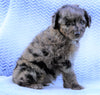 Mini Aussiedoodle For Sale Holmesville, OH Male- Dakota