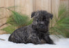 AKC Registered Cairn Terrier For Sale Millersburg, OH Female- Jewel