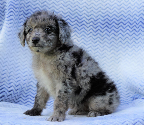 Mini Aussiedoodle For Sale Holmesville, OH Male- Stanley