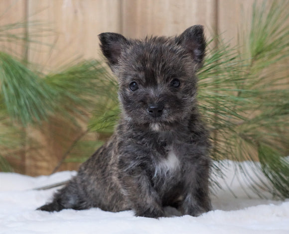 AKC Registered Cairn Terrier For Sale Millersburg, OH Female- Roxanne