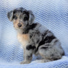 Mini Aussiedoodle For Sale Holmesville, OH Female- Pepper