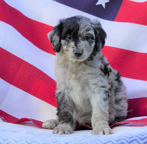 Mini Aussiedoodle For Sale Holmesville, OH Male- Tucker
