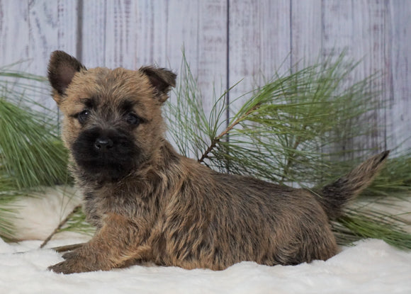 AKC Registered Cairn Terrier For Sale Millersburg, OH Female- Maggie