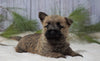 AKC Registered Cairn Terrier For Sale Millersburg, OH Female- Maggie